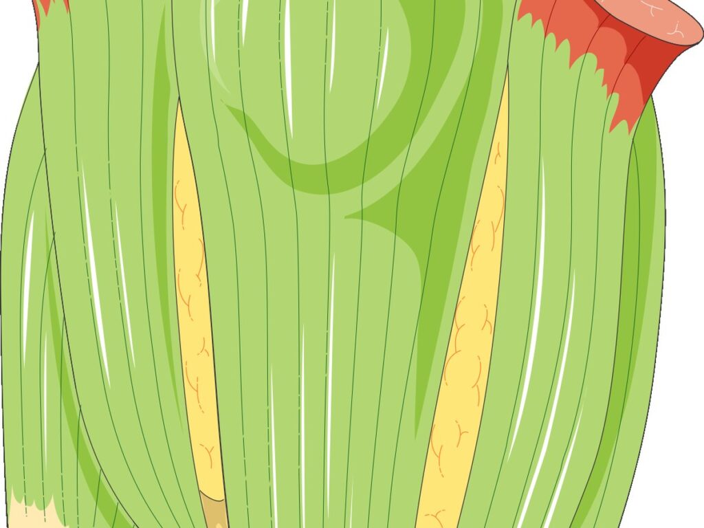 Knee - Frontal view -- Smart-Servier