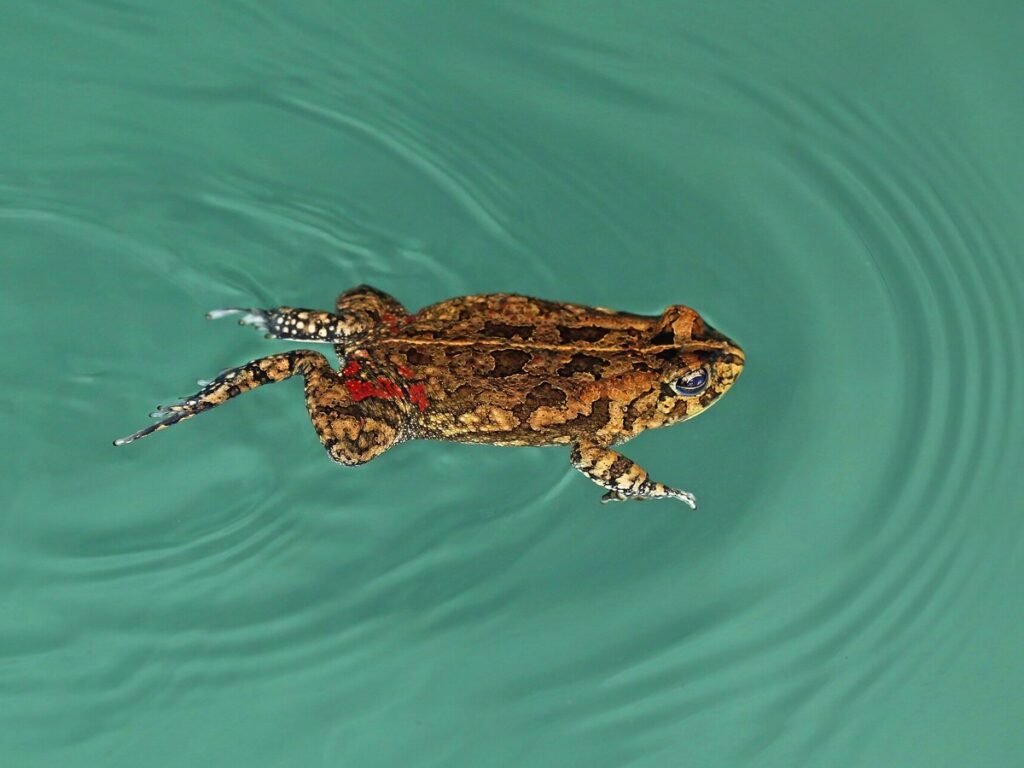 African common toad (Amietophrynus gutturalis) swimming
