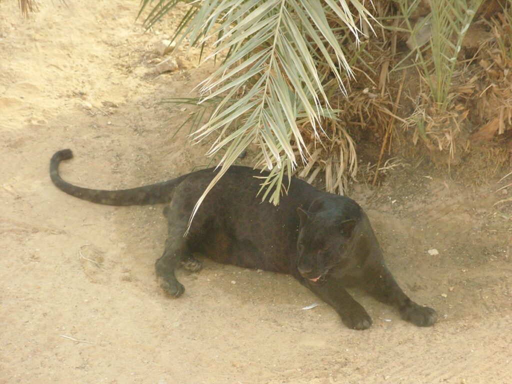 Black Panther Leopard (8454547687)