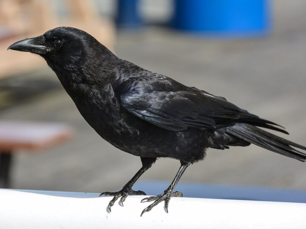 2014-04-29 01 Northwestern crow (Corvus brachyrhynchos caurinus)
