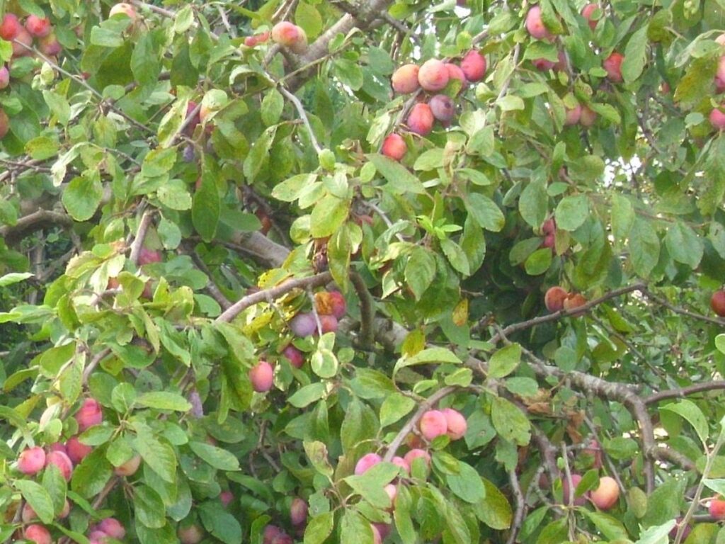 (2014) Plums on tree